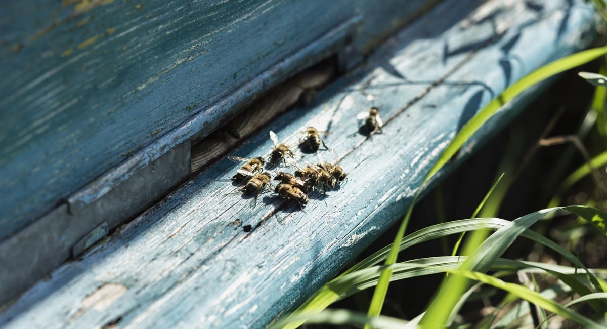 як бджоли виготовляють мед фото